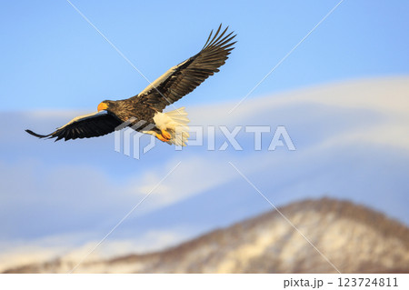 海の王者 流氷の使者 オオワシ 北海道目梨郡羅臼町にて撮影 123724811