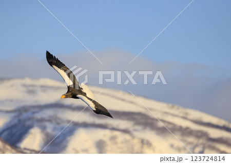 海の王者 流氷の使者 オオワシ 北海道目梨郡羅臼町にて撮影 123724814