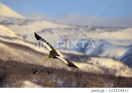 海の王者 流氷の使者 オオワシ 北海道目梨郡羅臼町にて撮影 123724817
