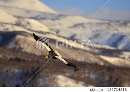 海の王者 流氷の使者 オオワシ 北海道目梨郡羅臼町にて撮影 海の王者 流氷の使者 オオワシ 北海道目梨郡羅臼町にて撮影 123724818