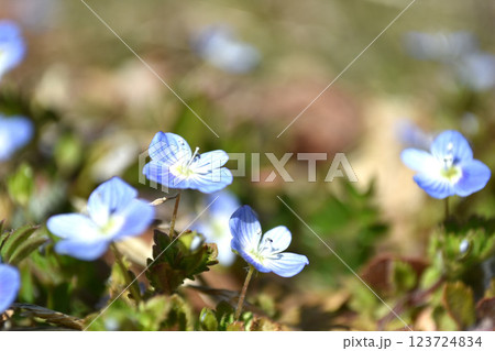 春の日差しを浴びるオオイヌノフグリ 123724834