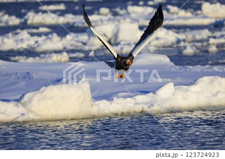 海の王者 流氷の使者 オオワシ 北海道目梨郡羅臼町にて撮影 123724923