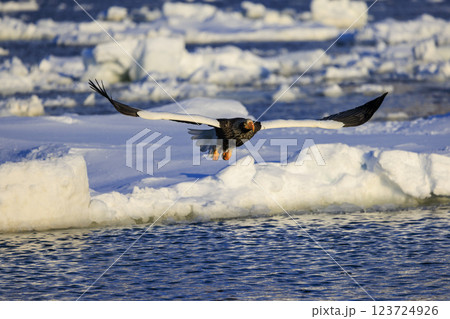 海の王者 流氷の使者 オオワシ 北海道目梨郡羅臼町にて撮影 海の王者 流氷の使者 オオワシ 北海道目梨郡羅臼町にて撮影 123724926