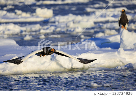 海の王者 流氷の使者 オオワシ 北海道目梨郡羅臼町にて撮影 123724929