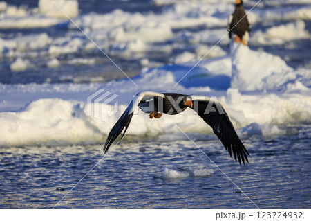 海の王者 流氷の使者 オオワシ 北海道目梨郡羅臼町にて撮影 海の王者 流氷の使者 オオワシ 北海道目梨郡羅臼町にて撮影 123724932