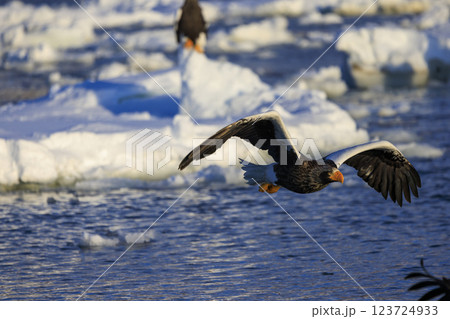 海の王者 流氷の使者 オオワシ 北海道目梨郡羅臼町にて撮影 123724933