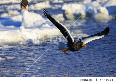 海の王者 流氷の使者 オオワシ 北海道目梨郡羅臼町にて撮影 123724934