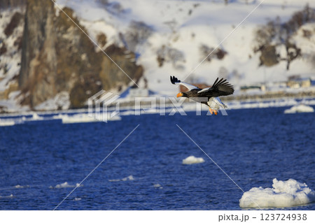 海の王者 流氷の使者 オオワシ 北海道目梨郡羅臼町にて撮影 123724938