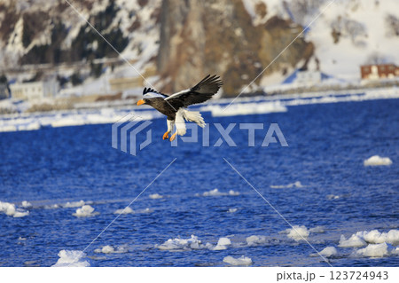海の王者 流氷の使者 オオワシ 北海道目梨郡羅臼町にて撮影 123724943