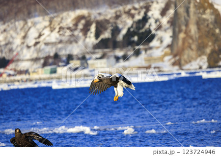 海の王者 流氷の使者 オオワシ 北海道目梨郡羅臼町にて撮影 海の王者 流氷の使者 オオワシ 北海道目梨郡羅臼町にて撮影 123724946