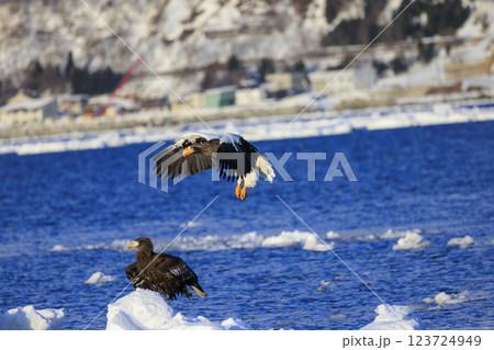 海の王者 流氷の使者 オオワシ 北海道目梨郡羅臼町にて撮影 123724949