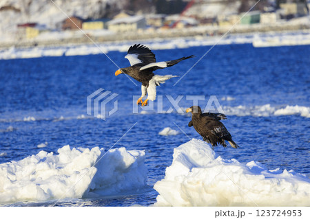 海の王者 流氷の使者 オオワシ 北海道目梨郡羅臼町にて撮影 123724953