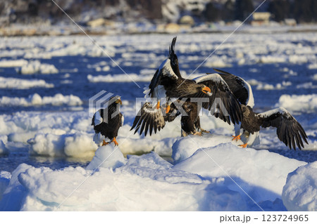 海の王者 流氷の使者 オオワシ 北海道目梨郡羅臼町にて撮影 123724965