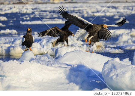 海の王者 流氷の使者 オオワシ 北海道目梨郡羅臼町にて撮影 123724968