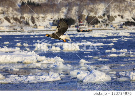 海の王者 流氷の使者 オオワシ 北海道目梨郡羅臼町にて撮影 123724976