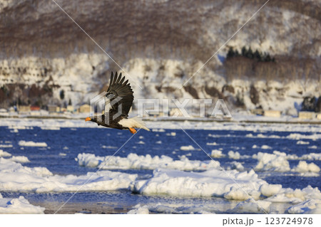 海の王者 流氷の使者 オオワシ 北海道目梨郡羅臼町にて撮影 123724978