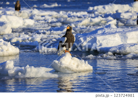 海の王者 流氷の使者 オオワシ 北海道目梨郡羅臼町にて撮影 123724981