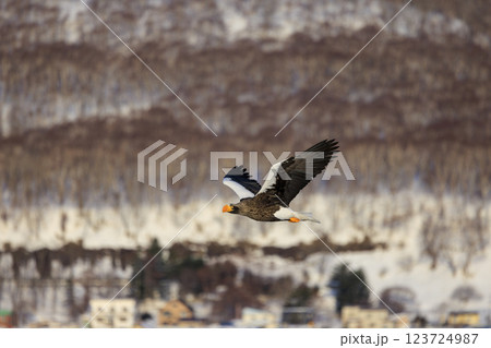 海の王者 流氷の使者 オオワシ 北海道目梨郡羅臼町にて撮影 海の王者 流氷の使者 オオワシ 北海道目梨郡羅臼町にて撮影 123724987
