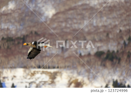 海の王者 流氷の使者 オオワシ 北海道目梨郡羅臼町にて撮影 海の王者 流氷の使者 オオワシ 北海道目梨郡羅臼町にて撮影 123724996