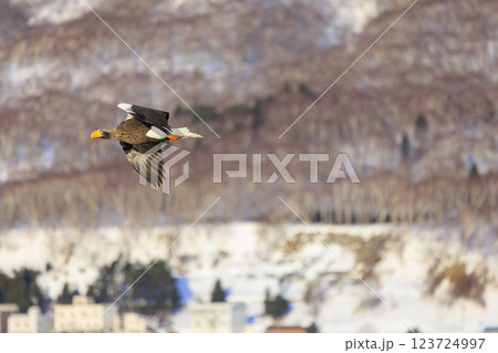 海の王者 流氷の使者 オオワシ 北海道目梨郡羅臼町にて撮影 123724997