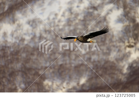 海の王者 流氷の使者 オオワシ 北海道目梨郡羅臼町にて撮影 123725005