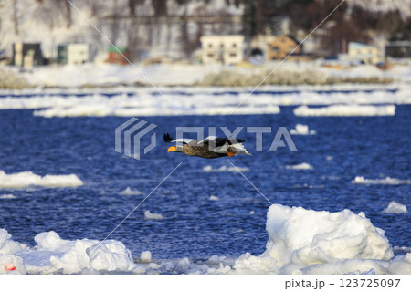 海の王者 流氷の使者 オオワシ 北海道目梨郡羅臼町にて撮影 海の王者 流氷の使者 オオワシ 北海道目梨郡羅臼町にて撮影 123725097