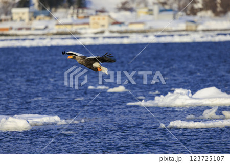 海の王者 流氷の使者 オオワシ 北海道目梨郡羅臼町にて撮影 123725107