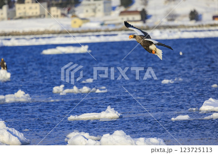 海の王者 流氷の使者 オオワシ 北海道目梨郡羅臼町にて撮影 123725113