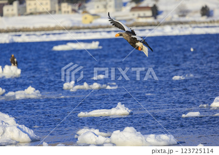 海の王者 流氷の使者 オオワシ 北海道目梨郡羅臼町にて撮影 123725114