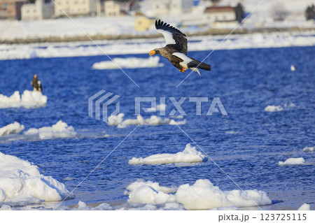 海の王者 流氷の使者 オオワシ 北海道目梨郡羅臼町にて撮影 123725115
