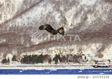 海の王者 流氷の使者 オオワシ 北海道目梨郡羅臼町にて撮影 123725120
