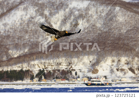 海の王者 流氷の使者 オオワシ 北海道目梨郡羅臼町にて撮影 123725121