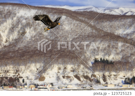 海の王者 流氷の使者 オオワシ 北海道目梨郡羅臼町にて撮影 123725123