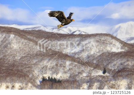 海の王者 流氷の使者 オオワシ 北海道目梨郡羅臼町にて撮影 123725126