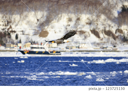海の王者 流氷の使者 オオワシ 北海道目梨郡羅臼町にて撮影 海の王者 流氷の使者 オオワシ 北海道目梨郡羅臼町にて撮影 123725130