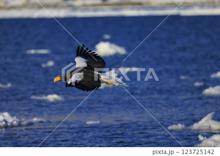 海の王者 流氷の使者 オオワシ 北海道目梨郡羅臼町にて撮影 海の王者 流氷の使者 オオワシ 北海道目梨郡羅臼町にて撮影 123725142