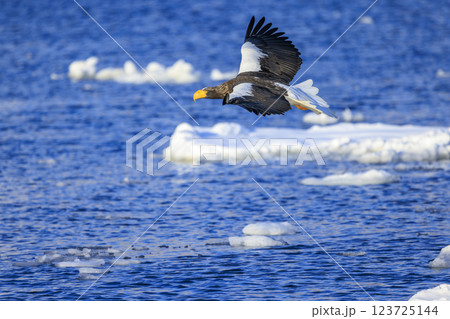 海の王者 流氷の使者 オオワシ 北海道目梨郡羅臼町にて撮影 海の王者 流氷の使者 オオワシ 北海道目梨郡羅臼町にて撮影 123725144