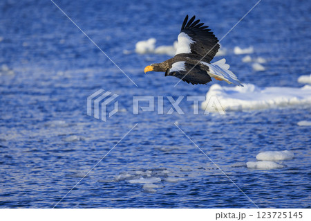 海の王者 流氷の使者 オオワシ 北海道目梨郡羅臼町にて撮影 123725145