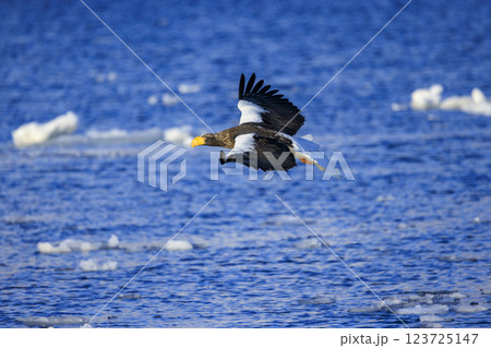 海の王者 流氷の使者 オオワシ 北海道目梨郡羅臼町にて撮影 123725147