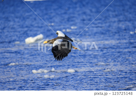 海の王者 流氷の使者 オオワシ 北海道目梨郡羅臼町にて撮影 海の王者 流氷の使者 オオワシ 北海道目梨郡羅臼町にて撮影 123725148