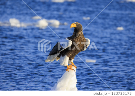海の王者 流氷の使者 オオワシ 北海道目梨郡羅臼町にて撮影 123725173
