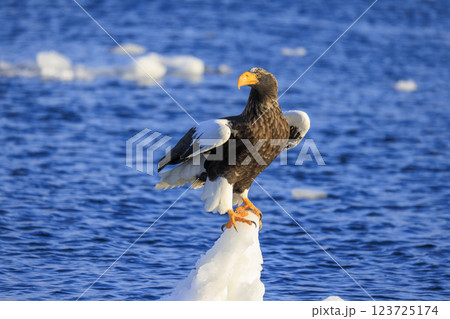 海の王者 流氷の使者 オオワシ 北海道目梨郡羅臼町にて撮影 海の王者 流氷の使者 オオワシ 北海道目梨郡羅臼町にて撮影 123725174