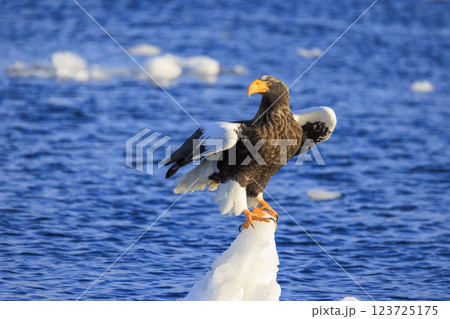 海の王者 流氷の使者 オオワシ 北海道目梨郡羅臼町にて撮影 123725175