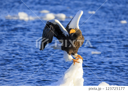 海の王者 流氷の使者 オオワシ 北海道目梨郡羅臼町にて撮影 123725177