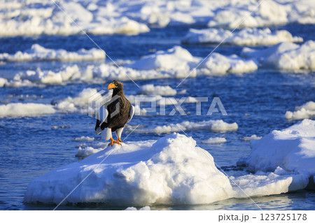 海の王者 流氷の使者 オオワシ 北海道目梨郡羅臼町にて撮影 123725178