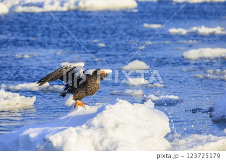 海の王者 流氷の使者 オオワシ 北海道目梨郡羅臼町にて撮影 123725179