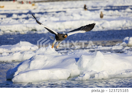 海の王者 流氷の使者 オオワシ 北海道目梨郡羅臼町にて撮影 海の王者 流氷の使者 オオワシ 北海道目梨郡羅臼町にて撮影 123725185