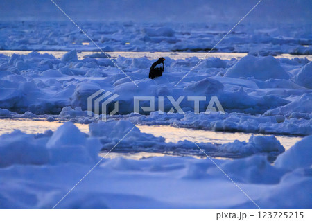 海の王者 流氷の使者 オオワシ 北海道目梨郡羅臼町にて撮影 海の王者 流氷の使者 オオワシ 北海道目梨郡羅臼町にて撮影 123725215