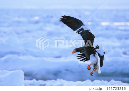 海の王者 流氷の使者 オオワシ 北海道目梨郡羅臼町にて撮影 123725216