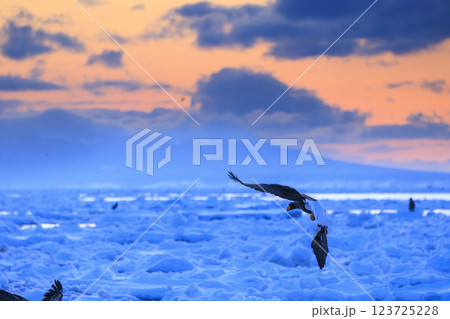 海の王者 流氷の使者 オオワシ 北海道目梨郡羅臼町にて撮影 123725228